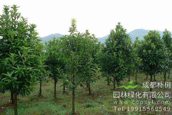 棱角山矾价格-图片-形态特征-主要价值-分布范围-生长习性