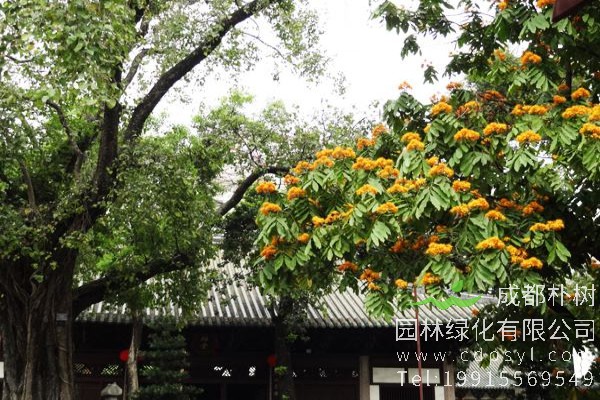 无忧树价格-图片-形态特征-主要价值-植物文化-分布范围