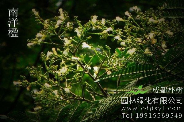 南洋楹价格-图片-形态特征-主要价值-分布范围-生长习性
