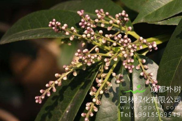 棱角山矾价格-图片-形态特征-主要价值-分布范围-生长习性