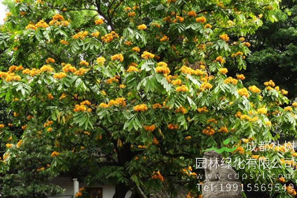 无忧树价格-图片-形态特征-主要价值-植物文化-分布范围