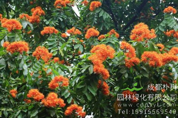 无忧树价格-图片-形态特征-主要价值-植物文化-分布范围