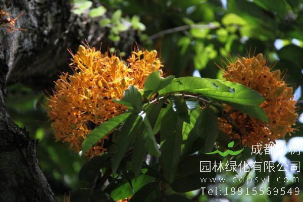 无忧树价格-图片-形态特征-主要价值-植物文化-分布范围