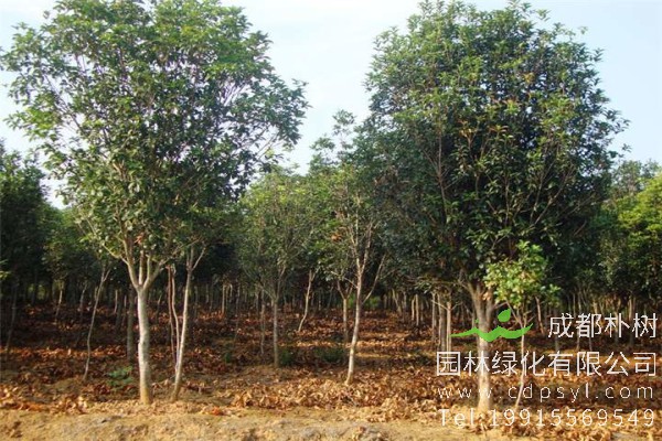 棱角山矾价格-图片-形态特征-主要价值-分布范围-生长习性