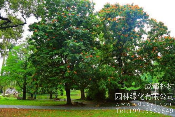 无忧树价格-图片-形态特征-主要价值-植物文化-分布范围