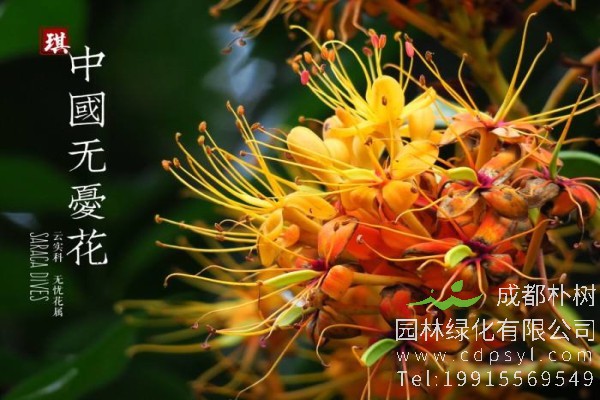 无忧树价格-图片-形态特征-主要价值-植物文化-分布范围