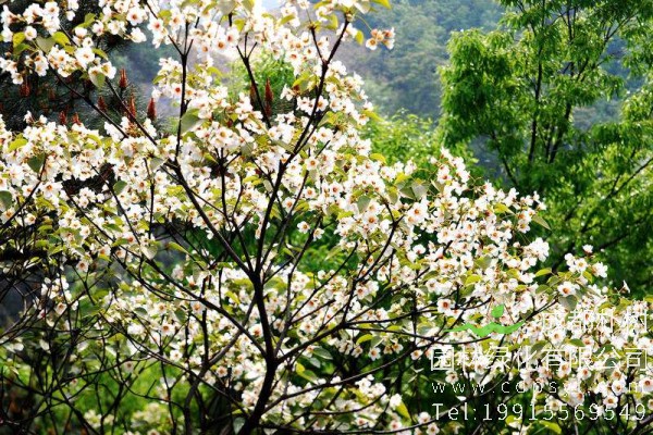 油桐价格-图片-形态特征-主要价值-植物文化-生长习性-分布范围