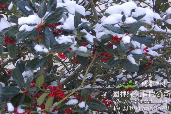 红豆树价格-图片-形态特征-主要价值-分布范围-生长习性