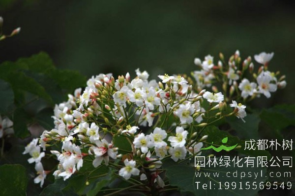 油桐价格-图片-形态特征-主要价值-植物文化-生长习性-分布范围