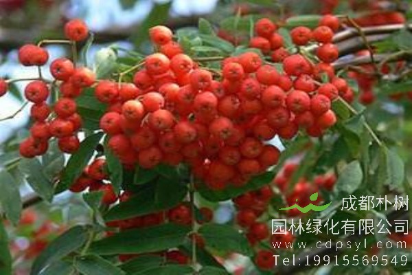 红豆树价格-图片-形态特征-主要价值-分布范围-生长习性