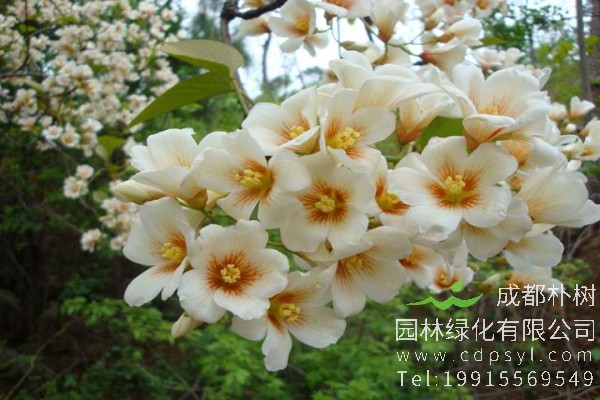 油桐价格-图片-形态特征-主要价值-植物文化-生长习性-分布范围