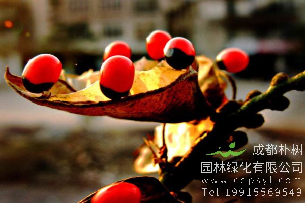 红豆树价格-图片-形态特征-主要价值-分布范围-生长习性