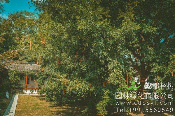 红豆树价格-图片-形态特征-主要价值-分布范围-生长习性