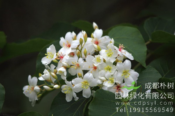 油桐价格-图片-形态特征-主要价值-植物文化-生长习性-分布范围