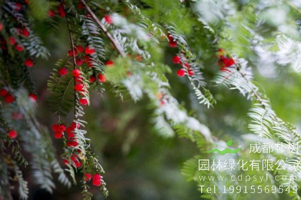 红豆树价格-图片-形态特征-主要价值-分布范围-生长习性