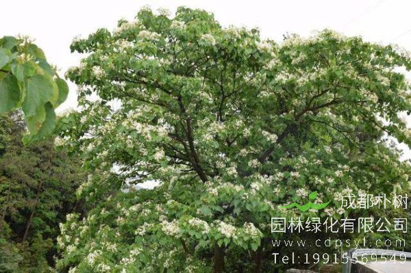 油桐价格-图片-形态特征-主要价值-植物文化-生长习性-分布范围