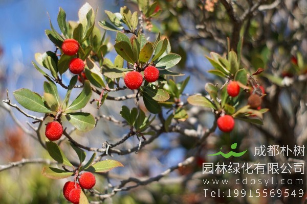 杨梅树价格-图片-形态特征-主要价值-分布范围