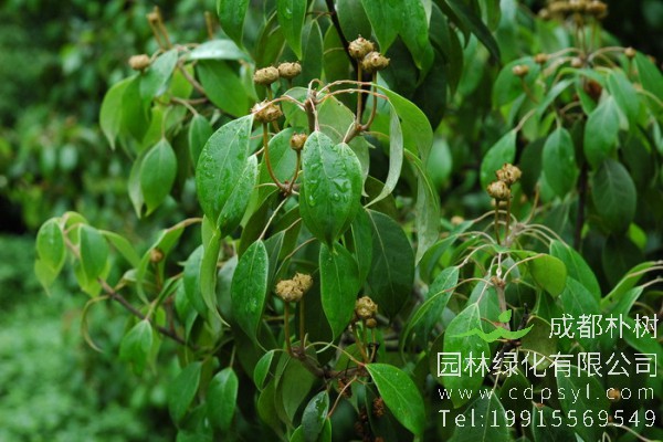 蕈树价格-图片-形态特征-主要价值-分布范围