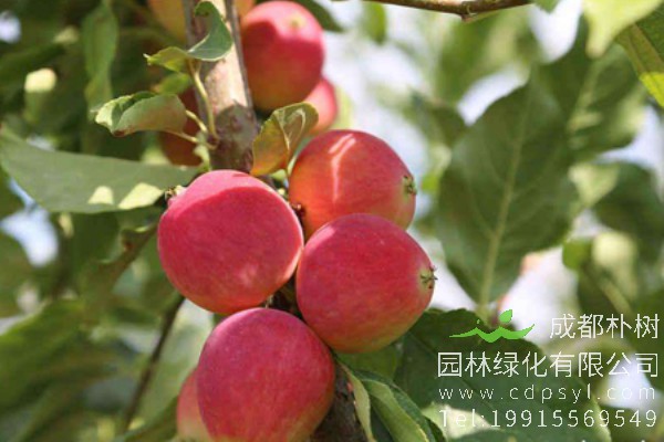 鸡心果树价格-图片-形态特征-经济价值-分布范围