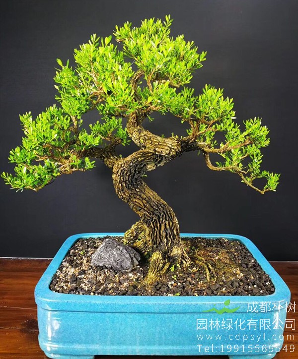 雀舌黄杨盆景图片