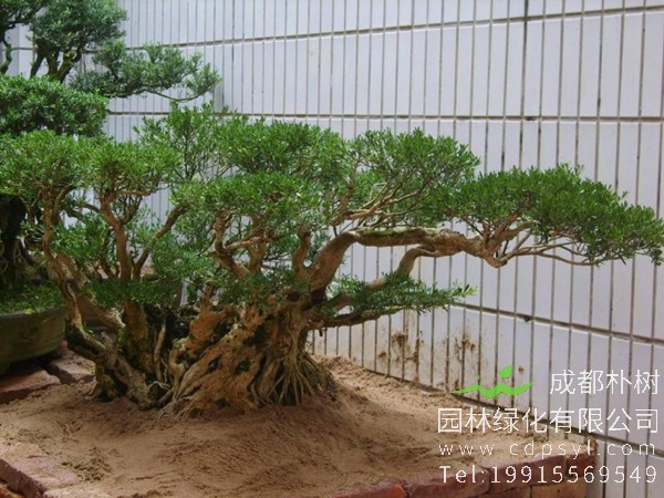 雀舌黄杨盆景图片