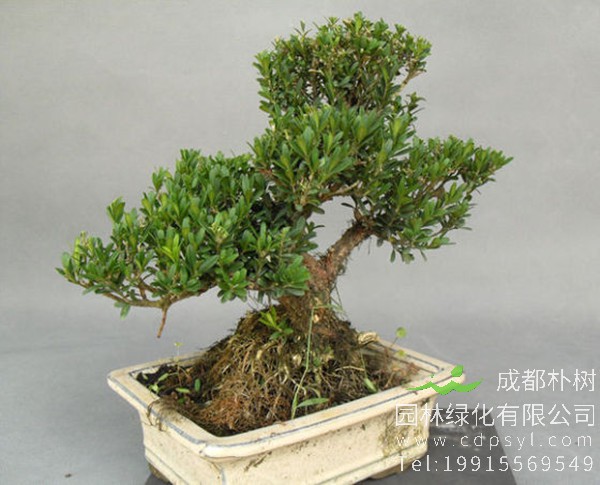 雀舌黄杨盆景图片