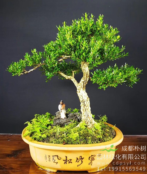 雀舌黄杨盆景图片