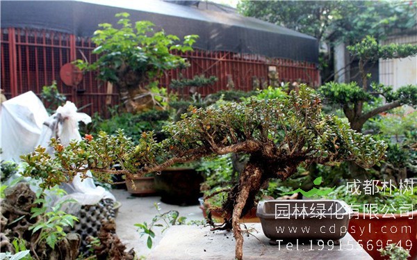 珍珠黄杨盆景图片