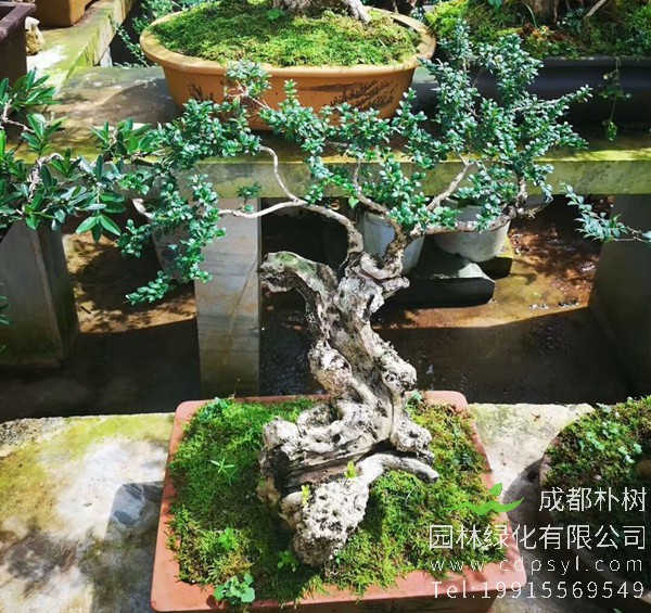 珍珠黄杨盆景图片