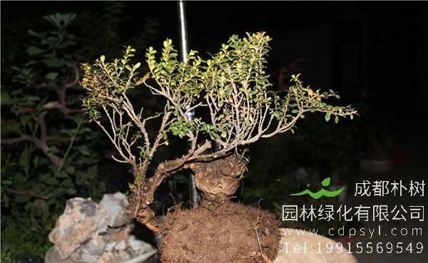 珍珠黄杨盆景图片