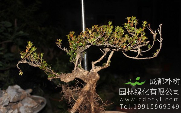 珍珠黄杨盆景图片