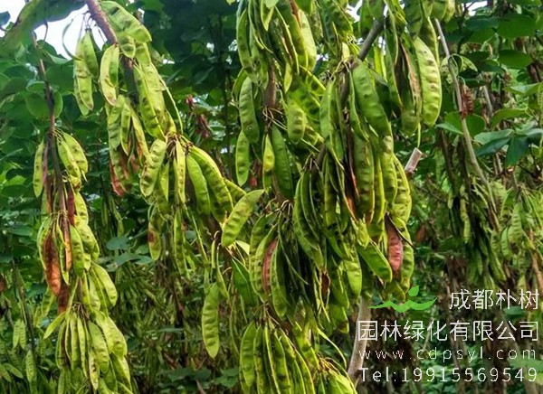 紫荆树果实图片