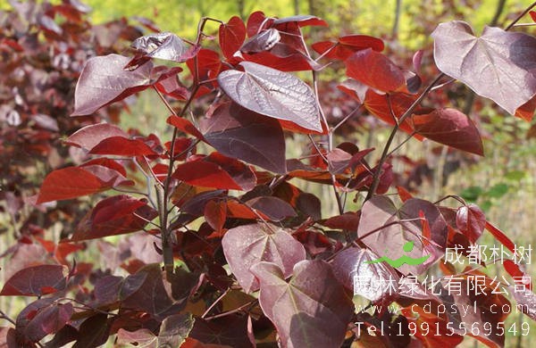 加拿大紫荆树叶图片