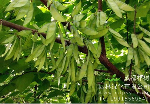 加拿大紫荆树果实图片