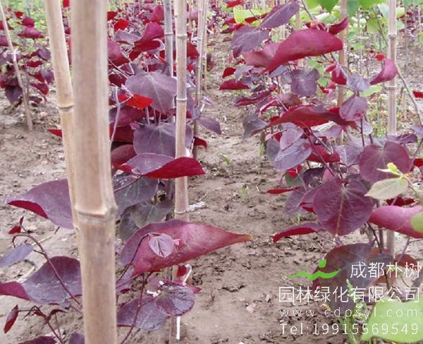 加拿大紫荆树苗图片