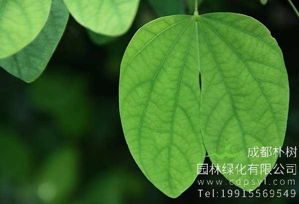 紫荆花树叶图片