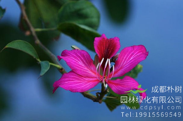 紫荆花花朵图片