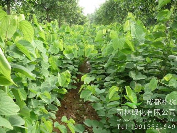 紫荆花树苗图片