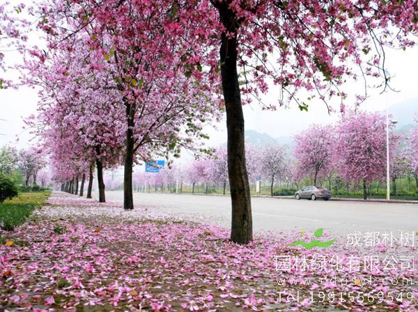 紫荆花绿化图片