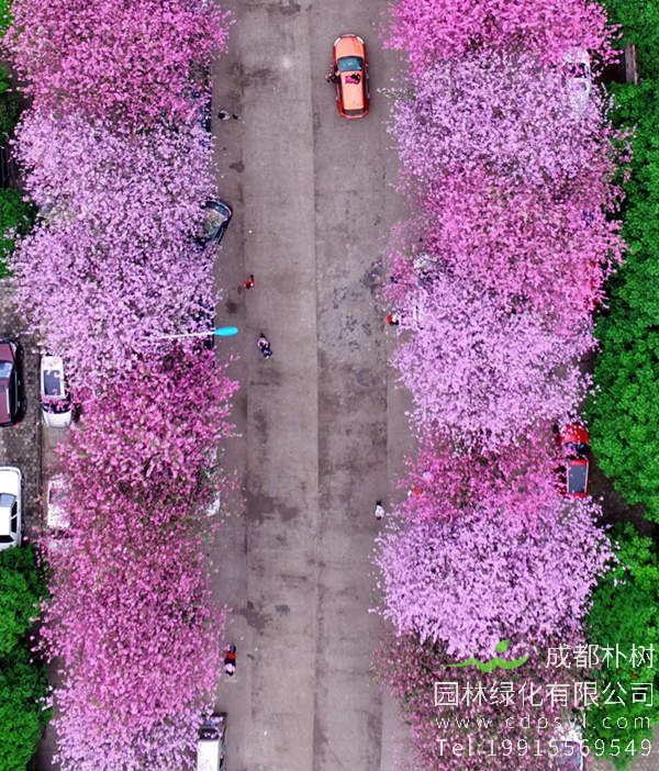 紫荆花绿化图片