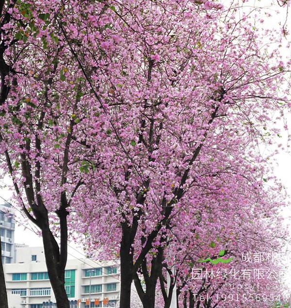 洋紫荆绿化图片