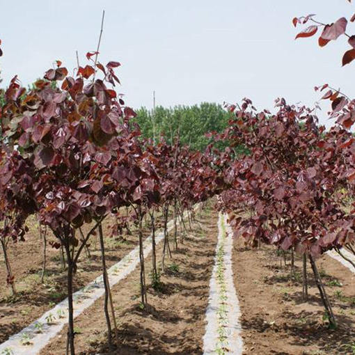 加拿大紫荆树价格_形态特征_生态习性_园林价值