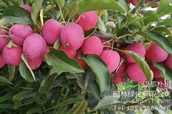 鸡心果树价格-图片-形态特征-经济价值-分布范围