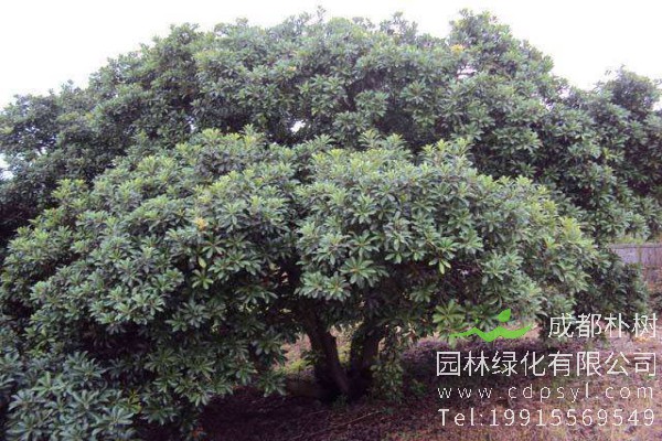 杨梅树价格-图片-形态特征-主要价值-分布范围