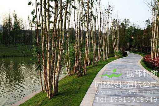 杨树价格-图片-植物学史-物种分类-形态特征-生长环境以及植物文化