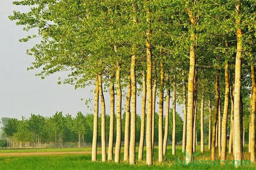 杨树价格-图片-植物学史-物种分类-形态特征-生长环境以及植物文化