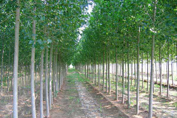 杨树的价格，杨树2020年最新行情，杨树卖多少钱？