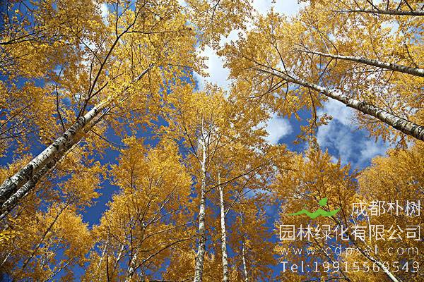 简述杨树植物学史，杨树学名的由来