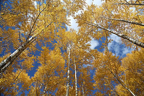 简述杨树植物学史，杨树学名的由来
