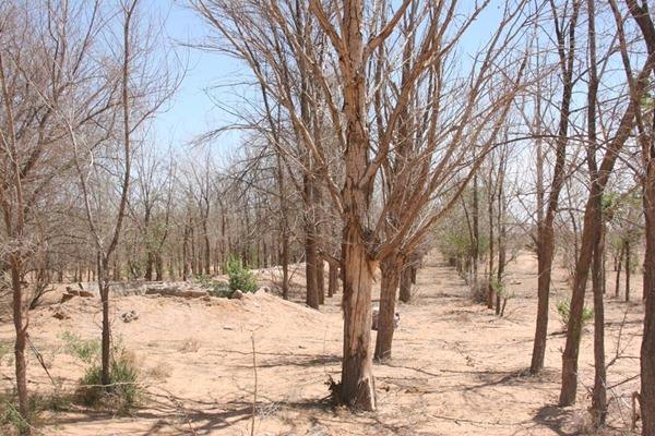 杨树的形态特征是什么？杨树盆景怎么剪枝和造型设计？